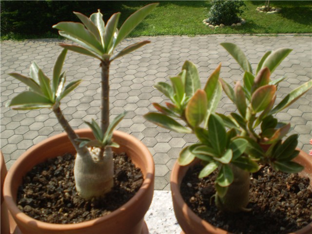 adenium